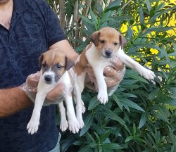 Jack Russell  Yavrularımız Sizlere Özel 1