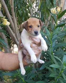 Jack Russell  Yavrularımız Sizlere Özel 3
