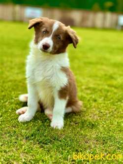 Kahverengi Renk Border Collie 5