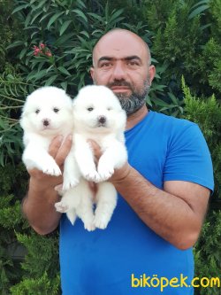 KAR BEYAZ SAMOYED YAVRULARIMIZ 4