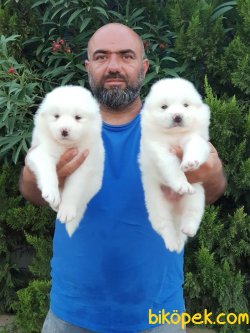 KAR BEYAZ SAMOYED YAVRULARIMIZ 2