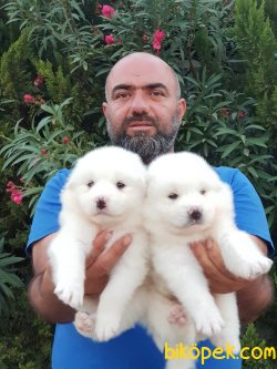 KAR BEYAZ SAMOYED YAVRULARIMIZ 1