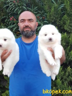 KAR BEYAZ SAMOYED YAVRULARIMIZ 5