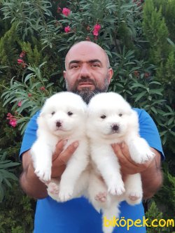 KAR BEYAZ SAMOYED YAVRULARIMIZ 3