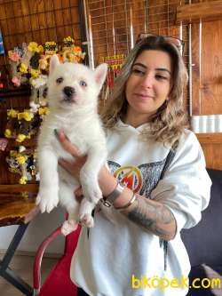 KARİZMATİK ASİL HUSKY SİBİRYA KURDU BEBEKLER 4