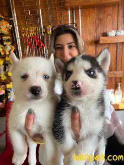 KARİZMATİK ASİL HUSKY SİBİRYA KURDU BEBEKLER 1