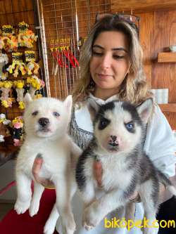 KARİZMATİK ASİL HUSKY SİBİRYA KURDU BEBEKLER 3