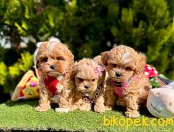 Kızıl Beyaz Maltipoo Güzel Yavrular 5