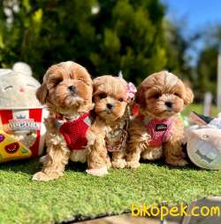 Kızıl Beyaz Maltipoo Güzel Yavrular 3