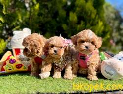 Kızıl Beyaz Maltipoo Güzel Yavrular 4