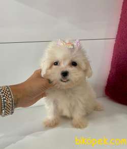 Kore Kan Maltese 3