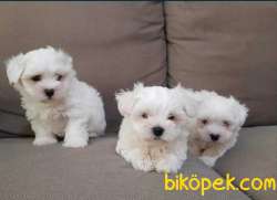 ORJİNAL MALTESE TERRİER 1