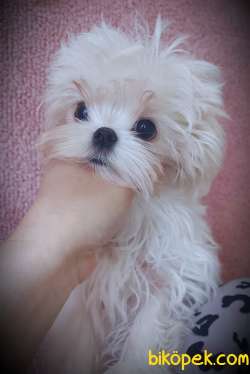 Kore Maltese Bebekler Şecere Belgeli 1