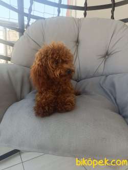 Kore  Poodle Kızım Yeni Sahibini Arıyor. 4