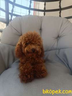 Kore  Poodle Kızım Yeni Sahibini Arıyor. 2