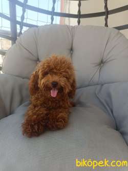 Kore  Poodle Kızım Yeni Sahibini Arıyor. 1