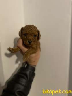Kore Poodle Yavrularımız 3