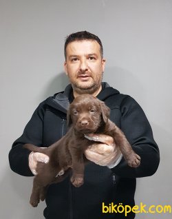 Labrador Yavrular 2