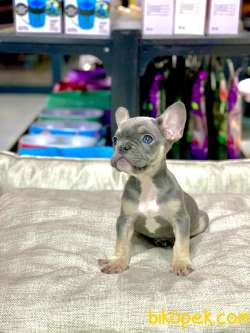 LİLAK TAN FRENCH BULLDOG ERKEK YAVRUMUZ 4