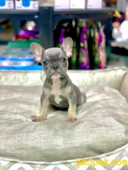 LİLAK TAN FRENCH BULLDOG ERKEK YAVRUMUZ 1