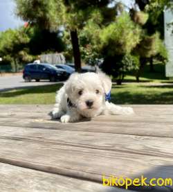 Maltese Terier   Yavrularımız New 3
