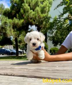 Maltese Terier   Yavrularımız New 4
