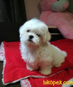 MALTESE TERRİER 2