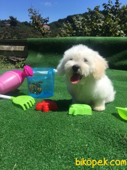 Maltese Terrier Bebek Yüzlü Orjinal Minyatür Köpeklerimiz 1
