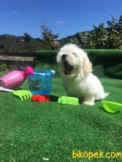 Maltese Terrier Bebek Yüzlü Orjinal Minyatür Köpeklerimiz 3