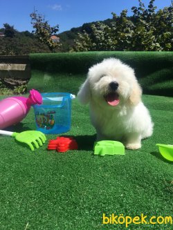 Maltese Terrier Bebek Yüzlü Orjinal Minyatür Köpeklerimiz 4