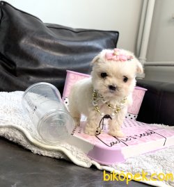 Maltese Terrier Teacup Mini Yavrularımız 3