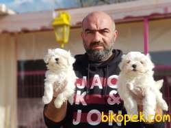 MALTESE TERRİER YAVRULAR 2