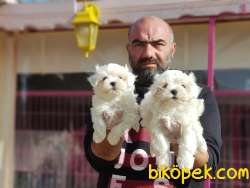 MALTESE TERRİER YAVRULAR 1