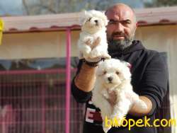 MALTESE TERRİER YAVRULAR 5