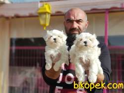 MALTESE TERRİER YAVRULAR 4