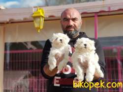 MALTESE TERRİER YAVRULAR 3