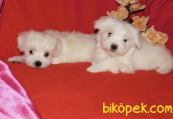 Maltese Terrier Yavrularımız 4