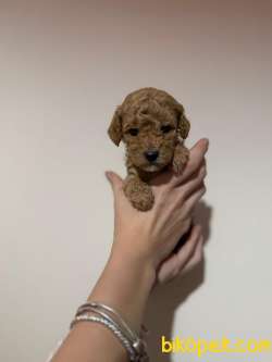 Maltipo Cinsi Yavrular Sevimli 2