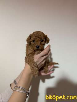 Maltipo Cinsi Yavrular Sevimli 1