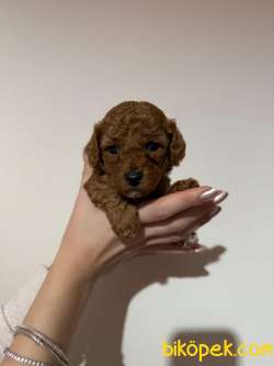 Maltipo Cinsi Yavrular Sevimli 3