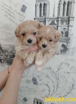 MALTİPOO BEBEKLERİMİZ YENİ AİLESİNİ BEKLİYOR 4
