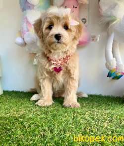 Maltipoo Güzel Yüzlü Bebeklerimiz 2