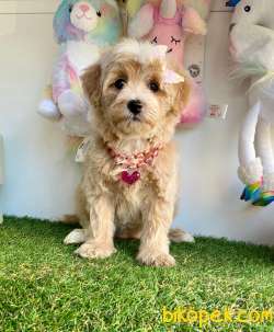 Maltipoo Güzel Yüzlü Bebeklerimiz 3