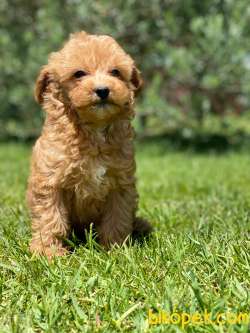 %% MALTIPOO YAVRULARİ ISTANBUL 4