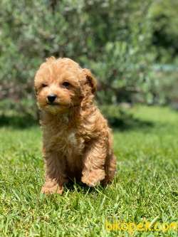 %% MALTIPOO YAVRULARİ ISTANBUL 5