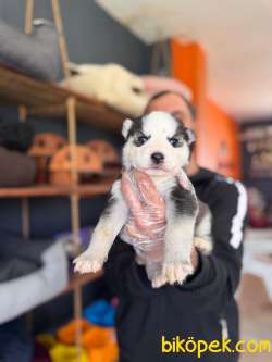 Masmavi Gözleriyle Husky Sibirya Kurdu Yavrularımız 1