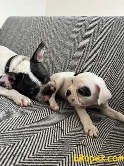 Mecburiyetten Vericem Son Dişi Yavrum 3