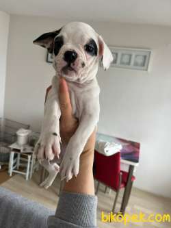 Mecburiyetten Vericem Son Dişi Yavrum 2