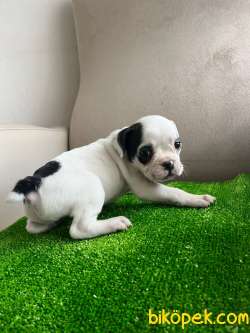 Mecburiyetten Vericem Son Dişi Yavrum 1