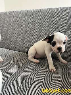 Mecburiyetten Vericem Son Dişi Yavrum 4